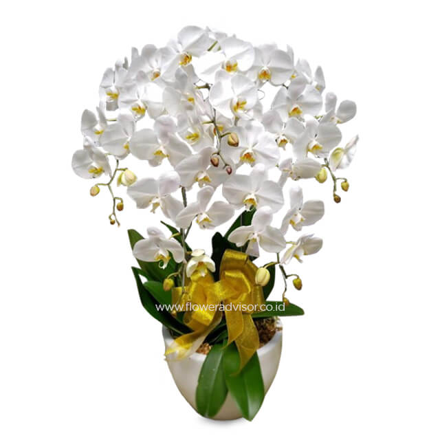 Grand Orchid Arrangement - White Craze - Get Well Soon