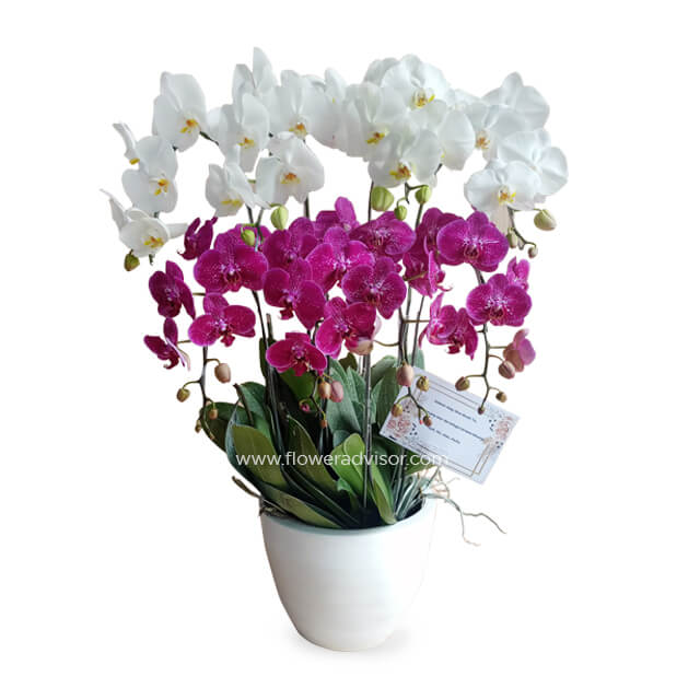 Splendid Orchid Mixed Arrangement - Orchid Splendor - Thank You