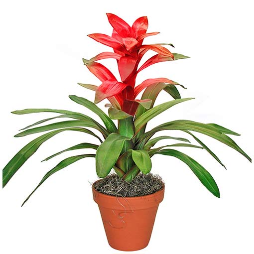 Guzmania - Eid Ul Fitr