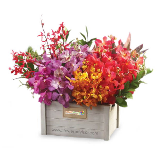 Mixed Colour Orchids Table Arrangement - Utopian Bliss - Congratulations