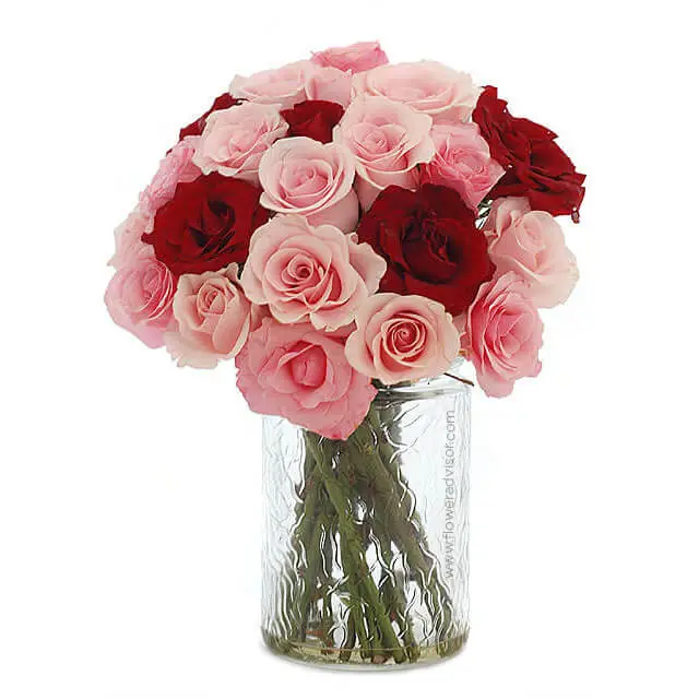 Red and Pink Roses in Vase - Rosy Cheek