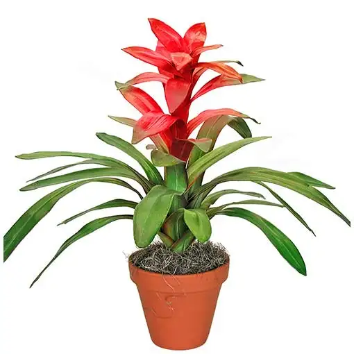 Guzmania