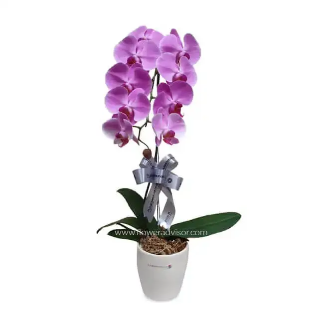 1 Stalk Orchid in a Pot - Modest Elegance