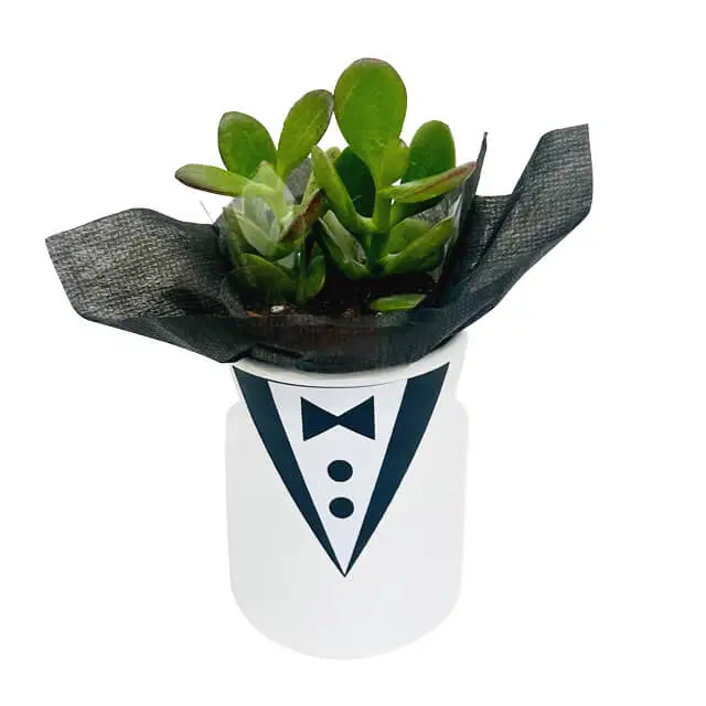 Mr Bond Succulent