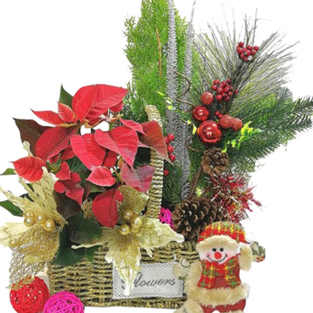 Poinsettia Xmas - Christmas 2024