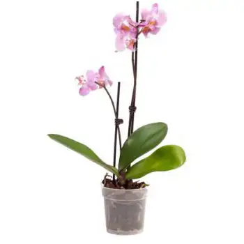 Orchidee