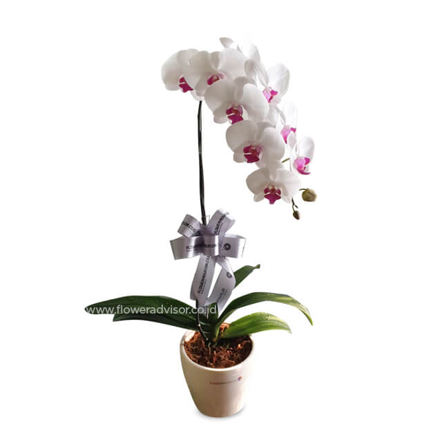 Single Orchid Vase Arrangement - Slender Elegance - Birthday